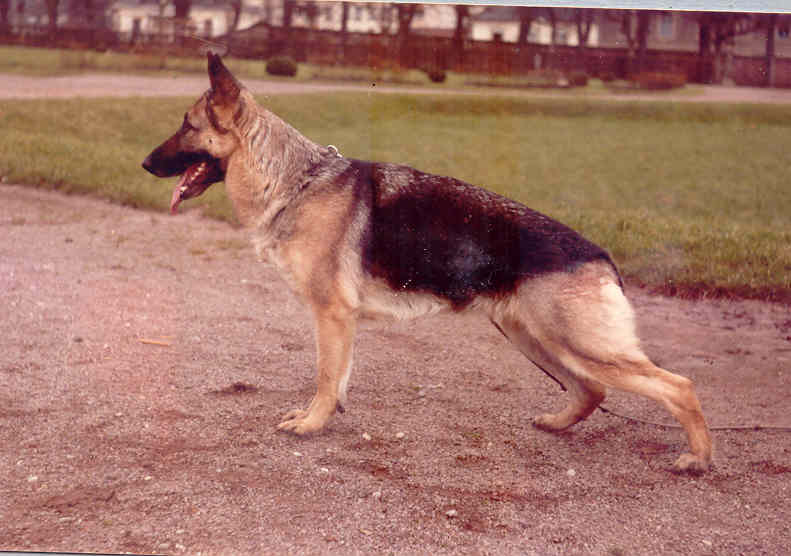 CH. Rika Du fosse des pandours