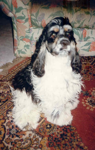 Lolita du domaine des quatre Pierres