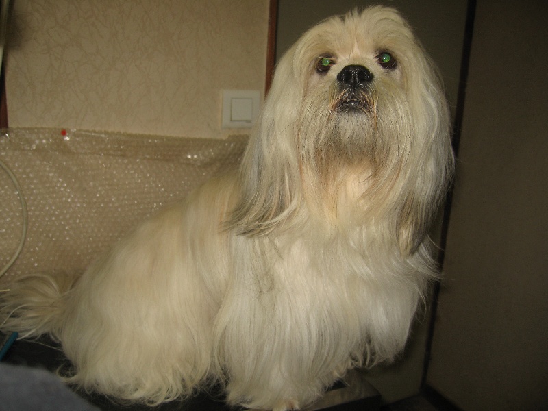 Benji (Sans Affixe)