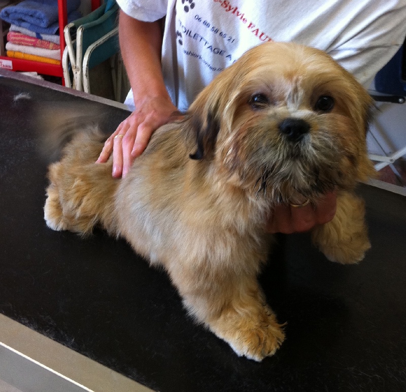 du domaine des quatre Pierres - Lhassa Apso - Portée née le 19/04/2011